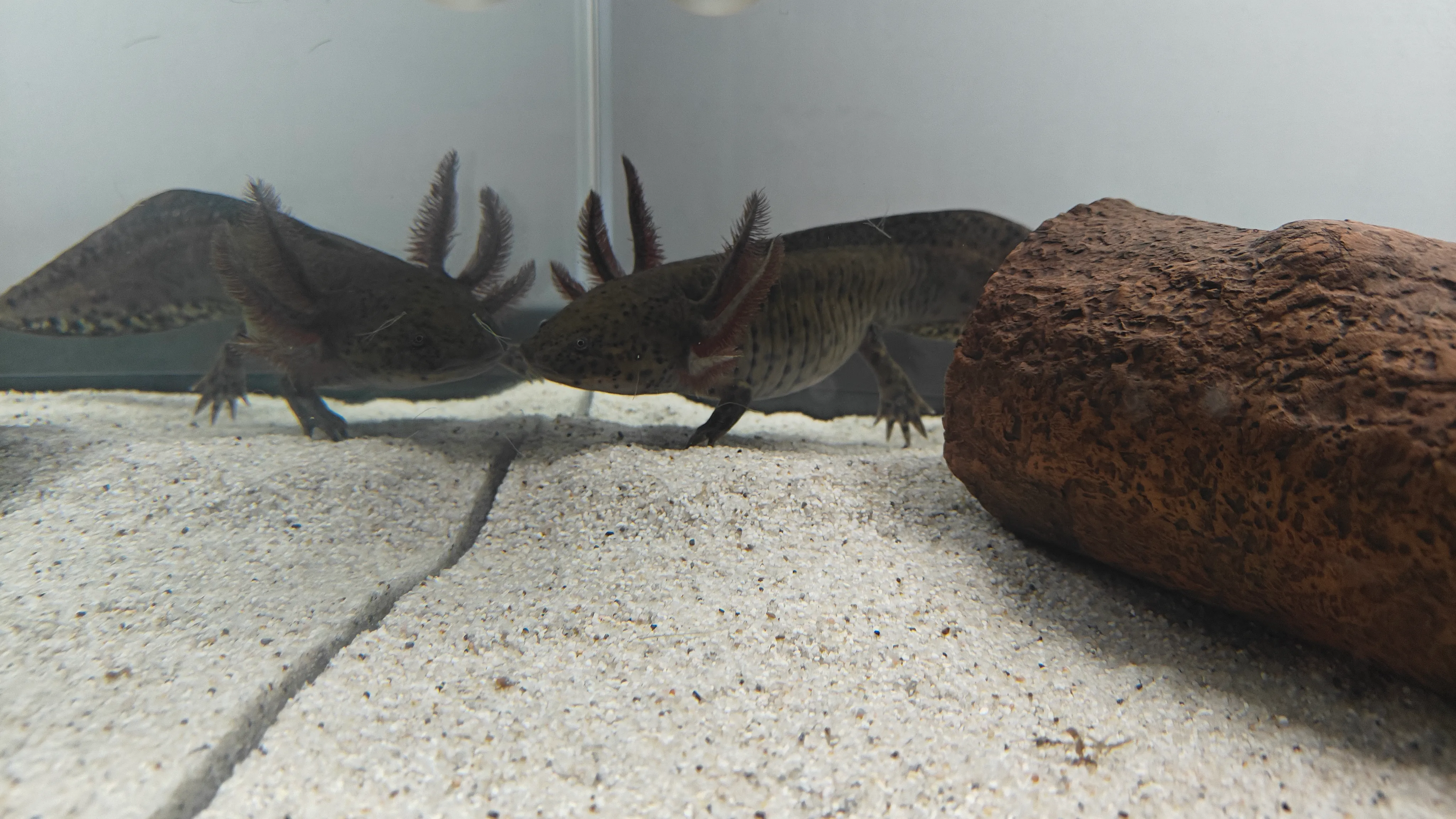 Photograph of Sal behind a ceramic log hide.