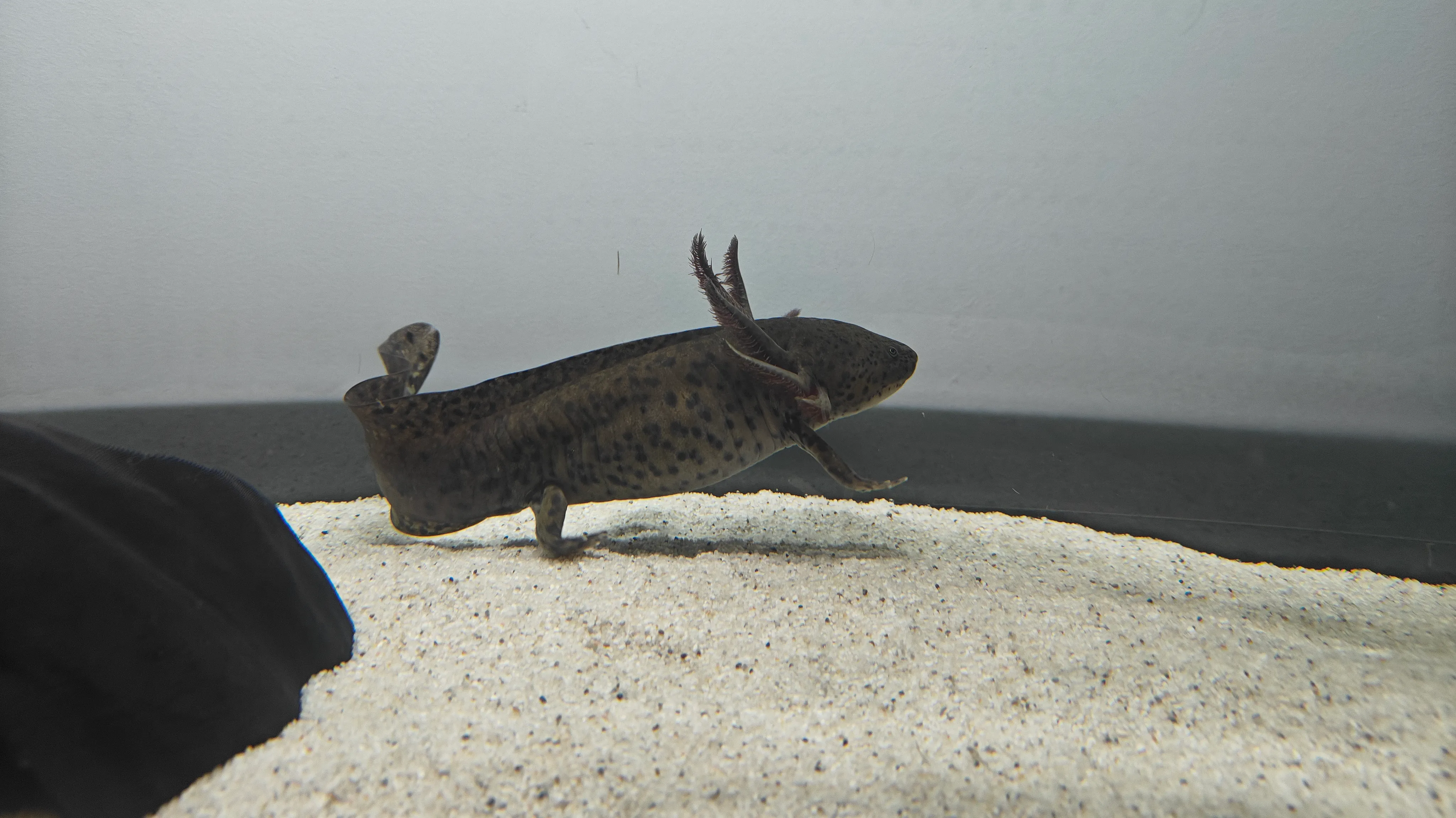 Photograph of Sal "prancing" around the aquarium.